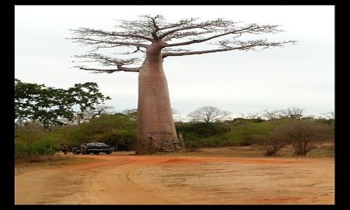 Zdjecie MADAGASKAR / Toliara / Tsimatana / Baobab1