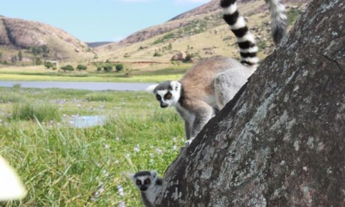 MADAGASKAR / - / PN Ranomafana / Lemur zwany Rollo