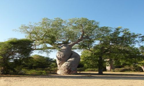 Zdjcie MADAGASKAR / - / Morondava / we dwoje