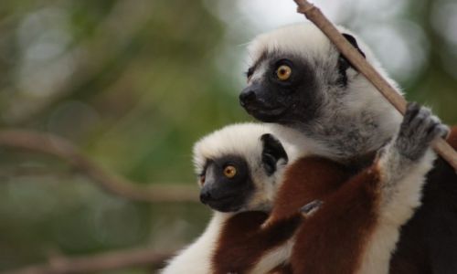 Zdjecie MADAGASKAR / - / Ankarafantsika NP / endemity: sifaka