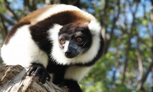 Zdjecie MADAGASKAR / - / Vakona  Park / endemity: WARI