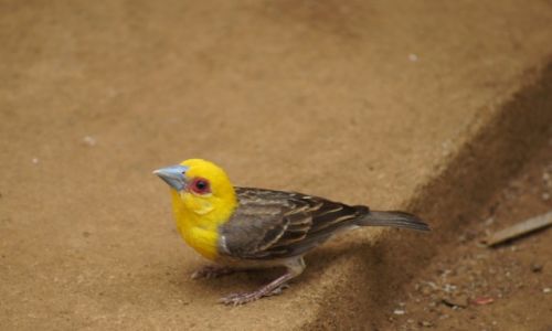 Zdjecie MADAGASKAR / - / Ankarana National Park / Sakalava Weaver - wikacz nizinny