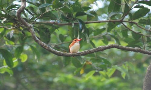 Zdjęcie MADAGASKAR / - / Ambre National Park / Mada Pygmy Kingfisher - zimorodek malgaski