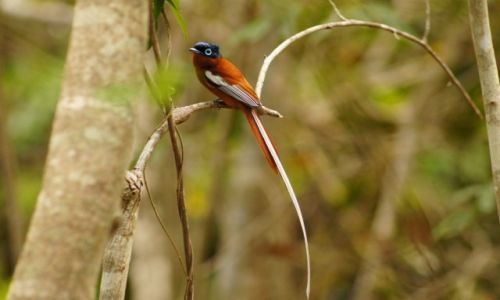 Zdjecie MADAGASKAR / - / Isalo National Park / Malagasy Paradise Flycatcher