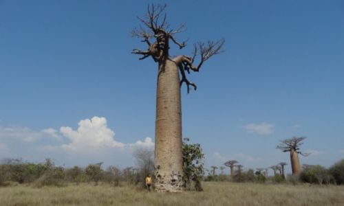 Zdjecie MADAGASKAR / Morondave / Aleja baobabw / Wrd kolosw