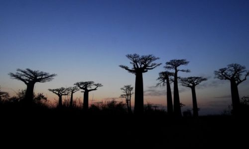 Zdjecie MADAGASKAR / Morondave / Aleja baobabw / Zachd soca z baobabami