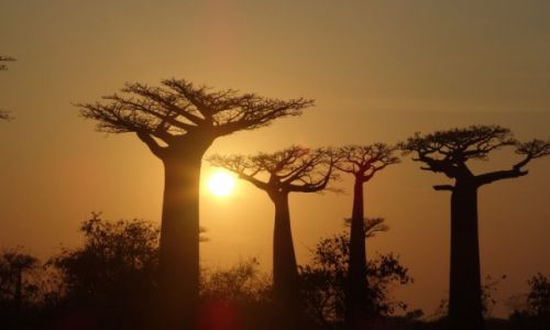 Zdjecie MADAGASKAR / Morondave / Aleja baobabw / Zachd w koronach krlw