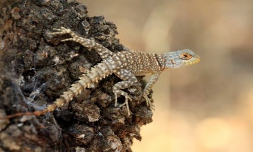 Zdjcie MADAGASKAR / rodkowy zachd / park forestiere de kirindi / ja, jaszczurka