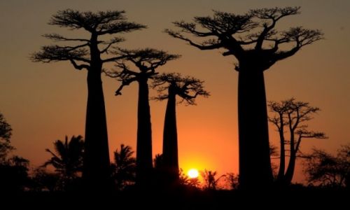 Zdjecie MADAGASKAR / rodkowy wschd / aleja baobabw / zacxhd w alei baobabw