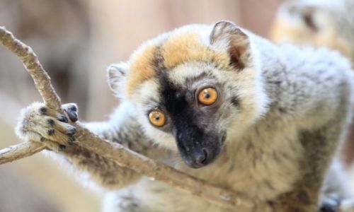 Zdjecie MADAGASKAR / centralna cz wyspy / rzeka Tsiribinha / lemur madagaskarski