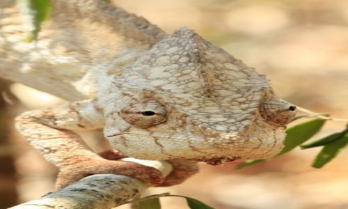 Zdjecie MADAGASKAR / rodkowy wschd / Park Forestiere De Kirindi / kameleon