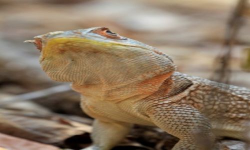 Zdjecie MADAGASKAR / centralna cz wyspy / Park Forestiere De Kirindi / nadziwi sie nie mog