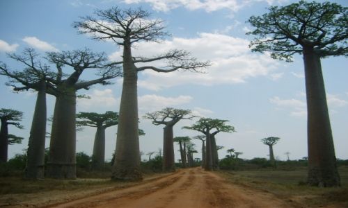 Zdjęcie MADAGASKAR / Madagaskar / Madagaskar zachodni - Morondawa / KONKURS