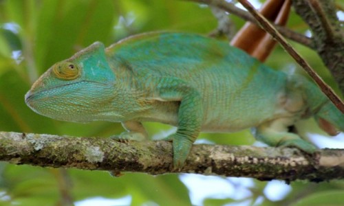 Zdjcie MADAGASKAR / Ranomafana / Ranomafana / Czekajc na szaracz
