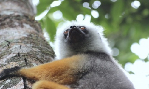 Zdj�cie MADAGASKAR / Andasibe Mantadia / Andasibe Mantadia Park Narodowy / sifaka, gapi�cy si� lemur