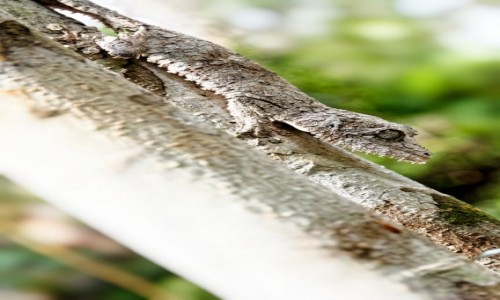 Zdjcie MADAGASKAR / Andasibe / Andasibe National Park / gekon