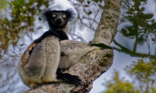Zdjecie MADAGASKAR / Andasibe / Andasibe National Park / Indris