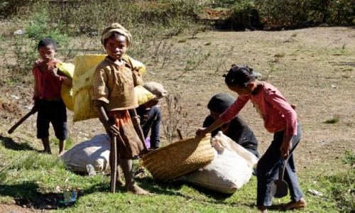 Zdjcie MADAGASKAR / Antsirabe / okolice Antsirabe / W poszukiwaniu trawy dla Zebu