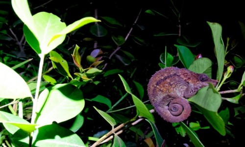 Zdjecie MADAGASKAR / Andasibe / Andasibe National Park / picy kameleon