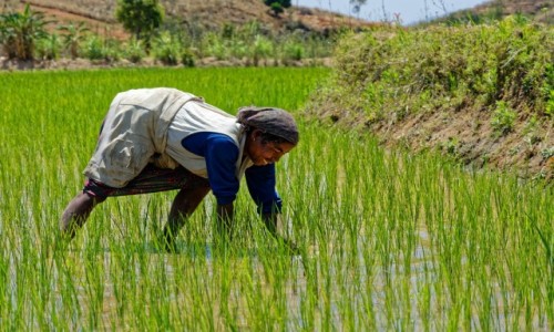 Zdjcie MADAGASKAR / Antsirabe / okolice Antsirabe / W pracy na polu ryowym
