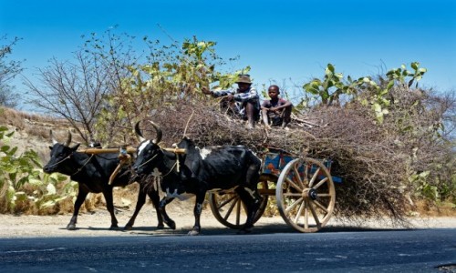 Zdjecie MADAGASKAR / IFATY / okolice Ifaty / Transport