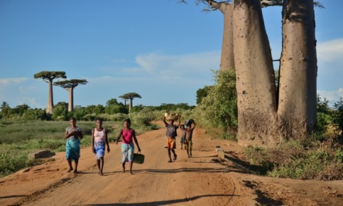 Zdjcie MADAGASKAR / Morondawa / Aleja baobabw / Na alei baobabw