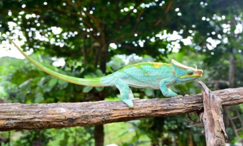 Zdjęcie MADAGASKAR / Park Narodowy Ranomafana / przy drodze / Idę moro moro