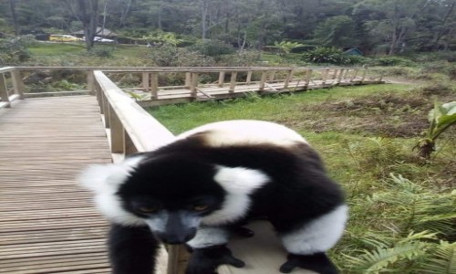 Zdjecie MADAGASKAR / - / Andasibe / Madagascar tours polska