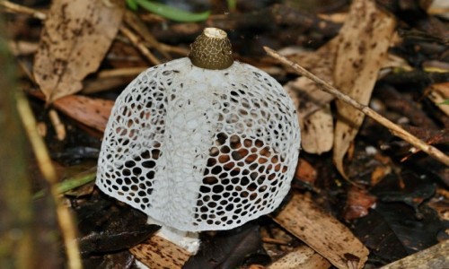 Zdjcie MADAGASKAR / Menabe / Ranomafana / Phallus indusiatus