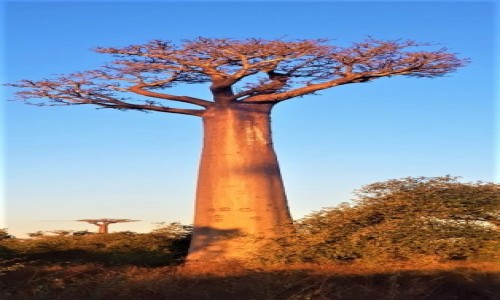 Zdjcie MADAGASKAR / morondawa  / morondawa / Madagaskar
