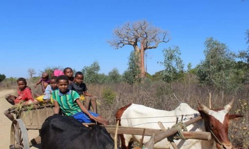 Zdjecie MADAGASKAR / antsirabe / antsirabe tana morondava isalo /  zycie na madagaskarze