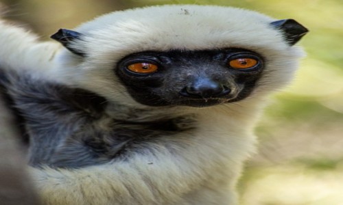 Zdjcie MADAGASKAR / Bekopaka / Grand Tsingy de Bamaraha / Vazaha