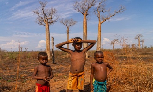 Zdjecie MADAGASKAR / Toliara / w drodze / Pod baobabami