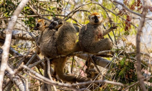 Zdjcie MADAGASKAR / Toliara / Kirindy Forest / Co za jedni tam na dole?