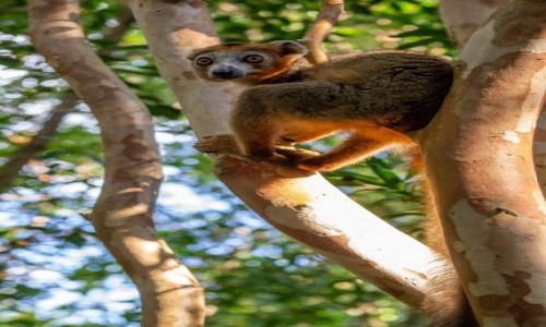 Zdjcie MADAGASKAR / Madagaskar wschodni / Palmarium Reserve / Zaparem si