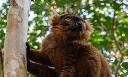 Zdjcie MADAGASKAR / Madagaskar wschodni / Palmarium Reserve / Wzrok do nieba