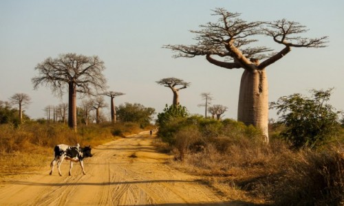 Zdjecie MADAGASKAR / Menabe / w pobliu alei baobabw / Pod baobabami