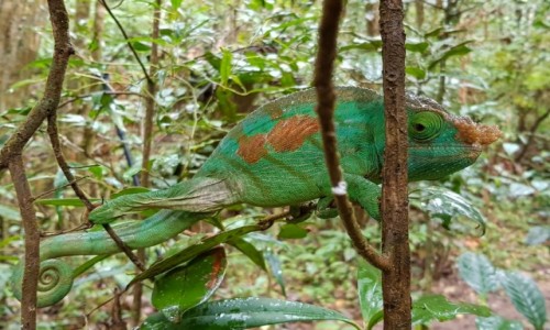 Zdjcie MADAGASKAR / Madagaskar centralny / Reserva Analamazoatra / Obserwuj was!