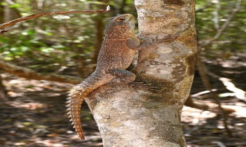 Zdjcie MADAGASKAR / Morondawa / Camping Lovers Baobab / Jaszczur