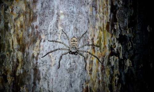 Zdjcie MADAGASKAR / Morondawa / Camping Lovers Baobab / Pajk