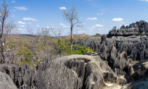 Zdjcie MADAGASKAR / Madagaskar wschodni / Tsingy de Bemaraha / Szpilki