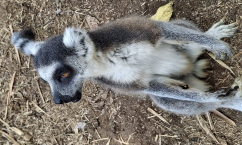 Zdjęcie MADAGASKAR / Nosy Be / Nosy Be / Madagaskar