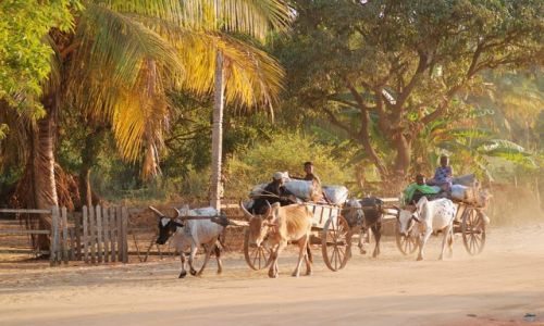 Zdjecie MADAGASKAR / - / okolice Morondawy / Powozy