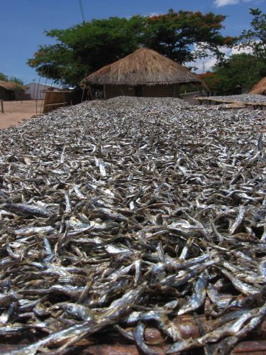 Zdjęcia: Maclear, Cape Maclear, ryyyybki, świeże ryyyybki,, MALAWI Zdjęcia: Maclear, Cape Maclear, ryyyybki, świeże ryyyybki,, MALAWI