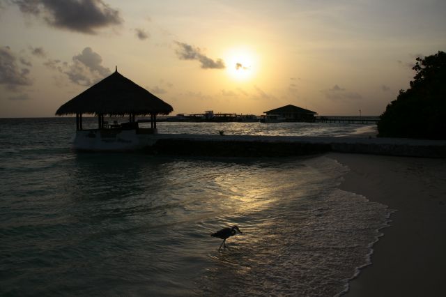 Zdjęcia: Eriyadu, Pln. Male Atoll, Koniec dnia, MALEDIWY Zdjęcia: Eriyadu, Pln. Male Atoll, Koniec dnia, MALEDIWY