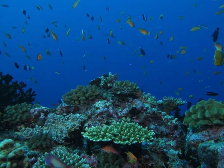 Zdjęcia: Malediwy, Nurkowanie/ Diving, MALEDIWY Zdjęcia: Malediwy, Nurkowanie/ Diving, MALEDIWY