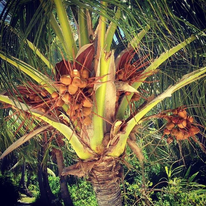 Zdjęcia: Origami Inn, Hilhamndhoo, Niby nic, a cieszy, MALEDIWY Zdjęcia: Origami Inn, Hilhamndhoo, Niby nic, a cieszy, MALEDIWY