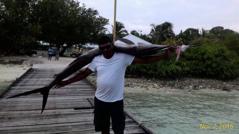 Zdjęcia: Origami Inn, hilmandhoo, Wypad na ryby, MALEDIWY Zdjęcia: Origami Inn, hilmandhoo, Wypad na ryby, MALEDIWY