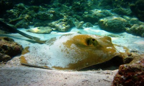 Zdjecie MALEDIWY / - / Vavvaru  / Cowtail stingray- plaszczka
