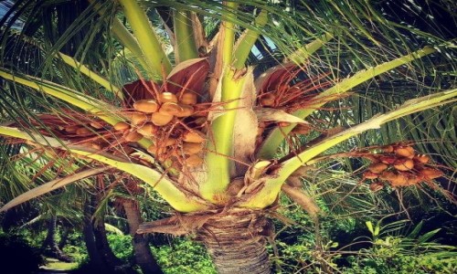 Zdjcie MALEDIWY / Hilhamndhoo / Origami Inn / Niby nic, a cieszy